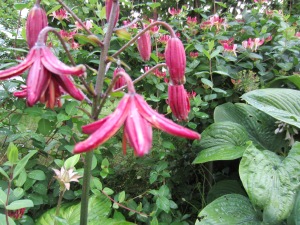Lilium Martagon-Hybride 'Claude Shride'