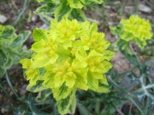 Euphorbia epithymoides 'Lacy' früher Euphorbia polychroma 'Lacy'