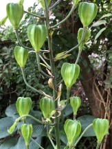 Lilium Martagon-Hybride ‚Claude Shride‘ (1)