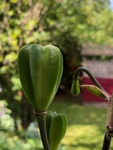 Lilium Martagon-Hybride ‚Claude Shride‘ (3)
