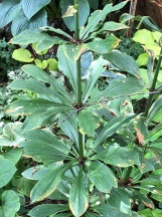 Lilium Martagon-Hybride ‚Claude Shride‘ (8)